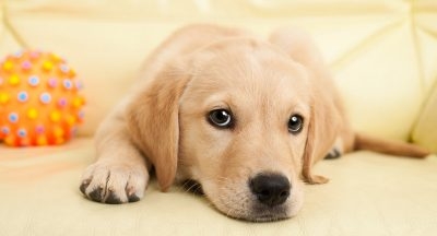 Pet Services